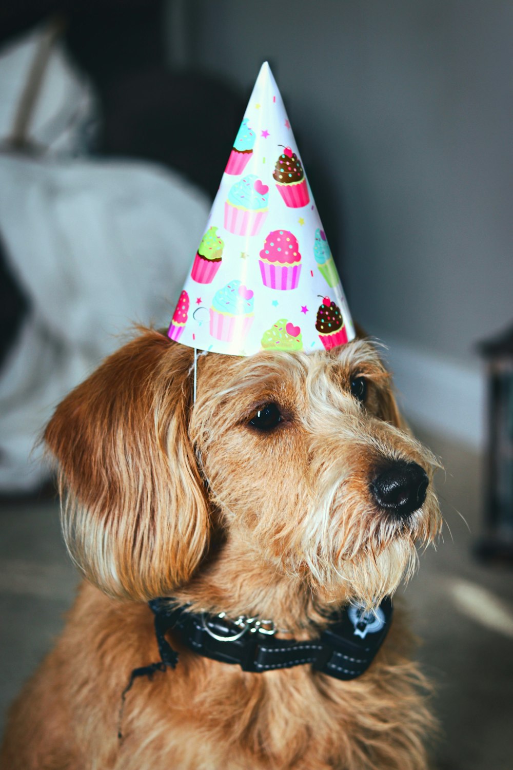 medium-coated brown dog wearing party hat