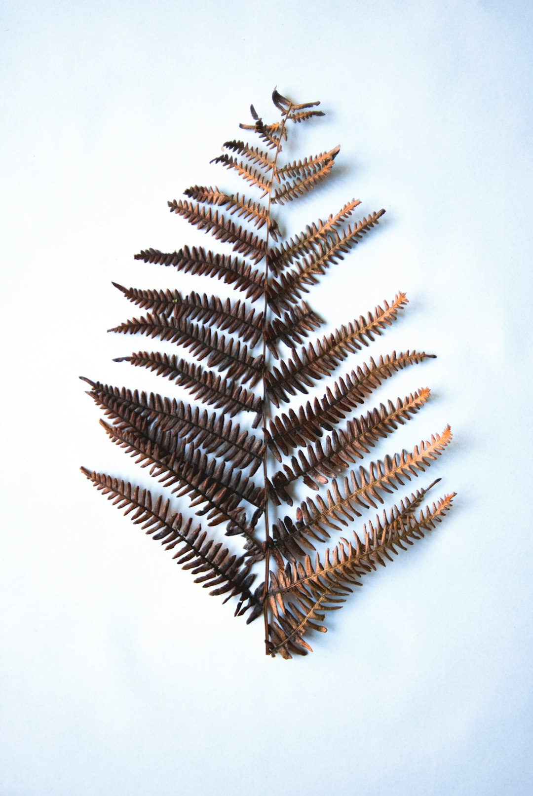 brown fern on white surface