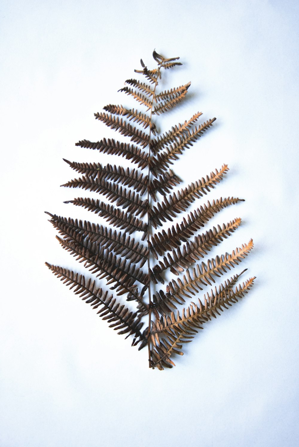 brown fern on white surface