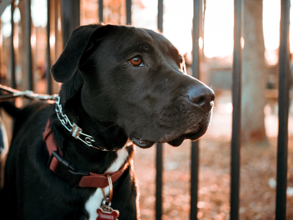 Kurzhaariger schwarzer Hund, der neben dem Geländer steht