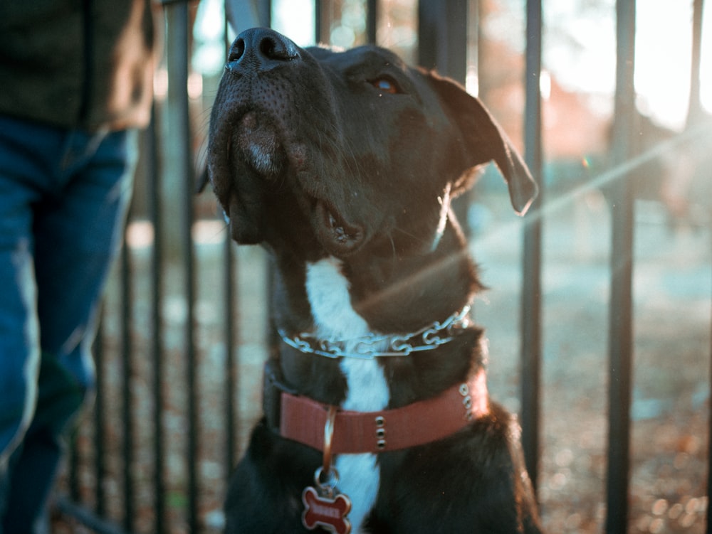 short-coated black dog