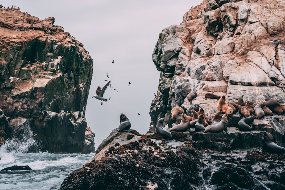 birds on rock formation under white sky