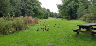 A scenic park with hidden lucky ducks placed on benches and trees.