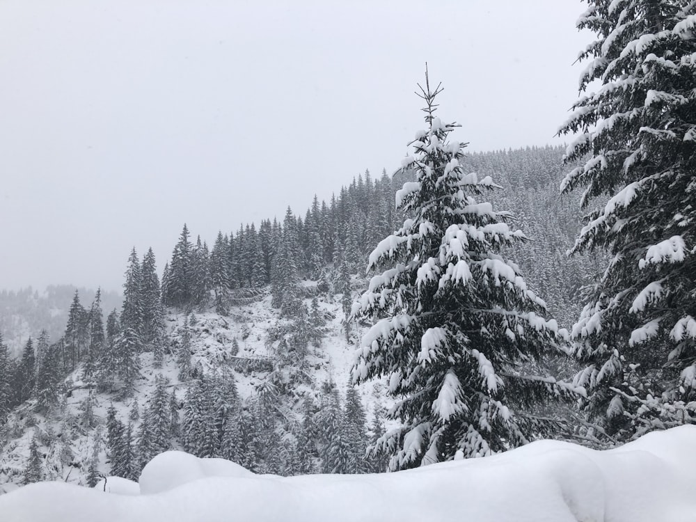 snow-covered pine trees during daytime