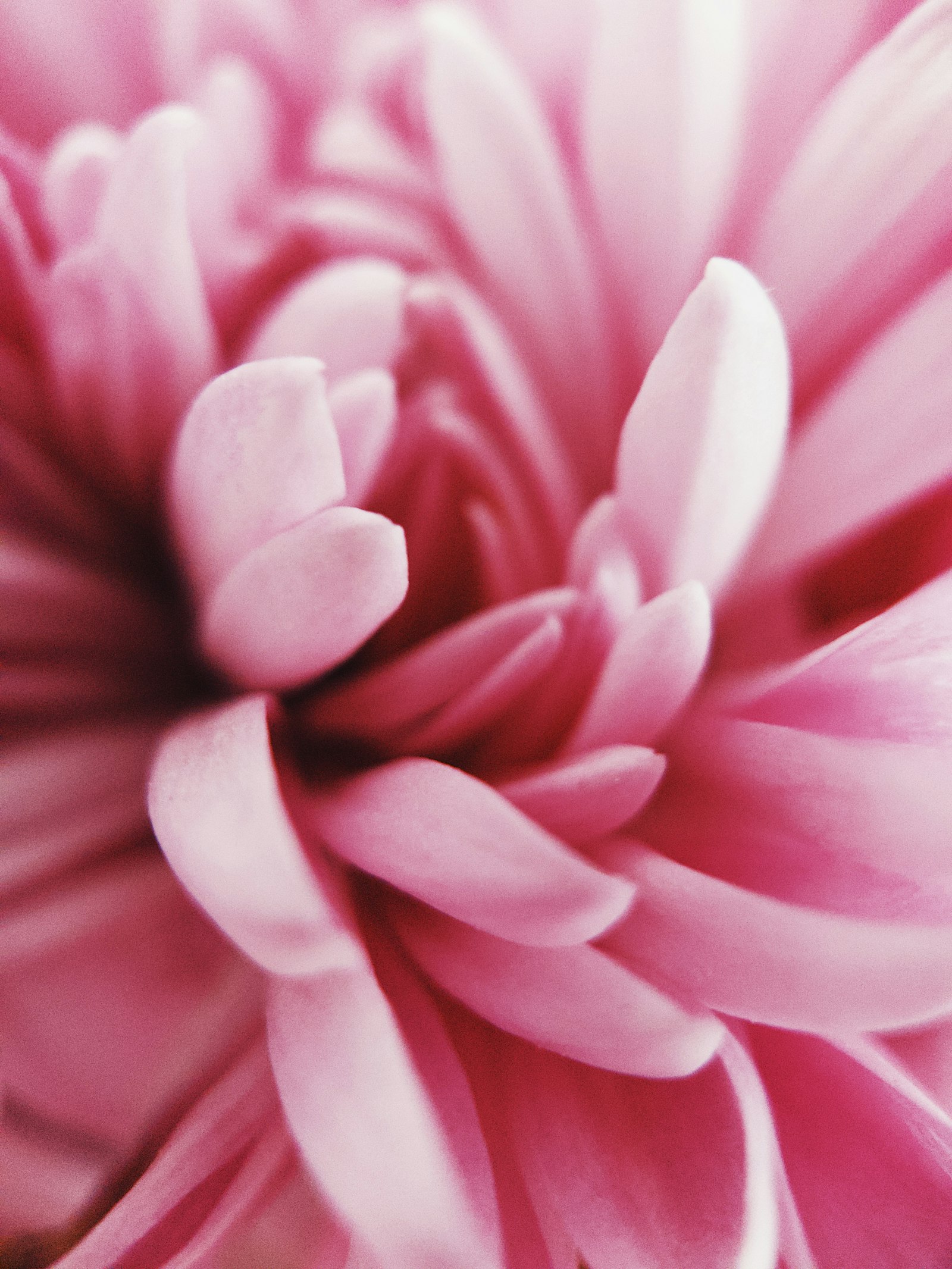 Moment Tele 58-60mm sample photo. Pink petaled flower photography