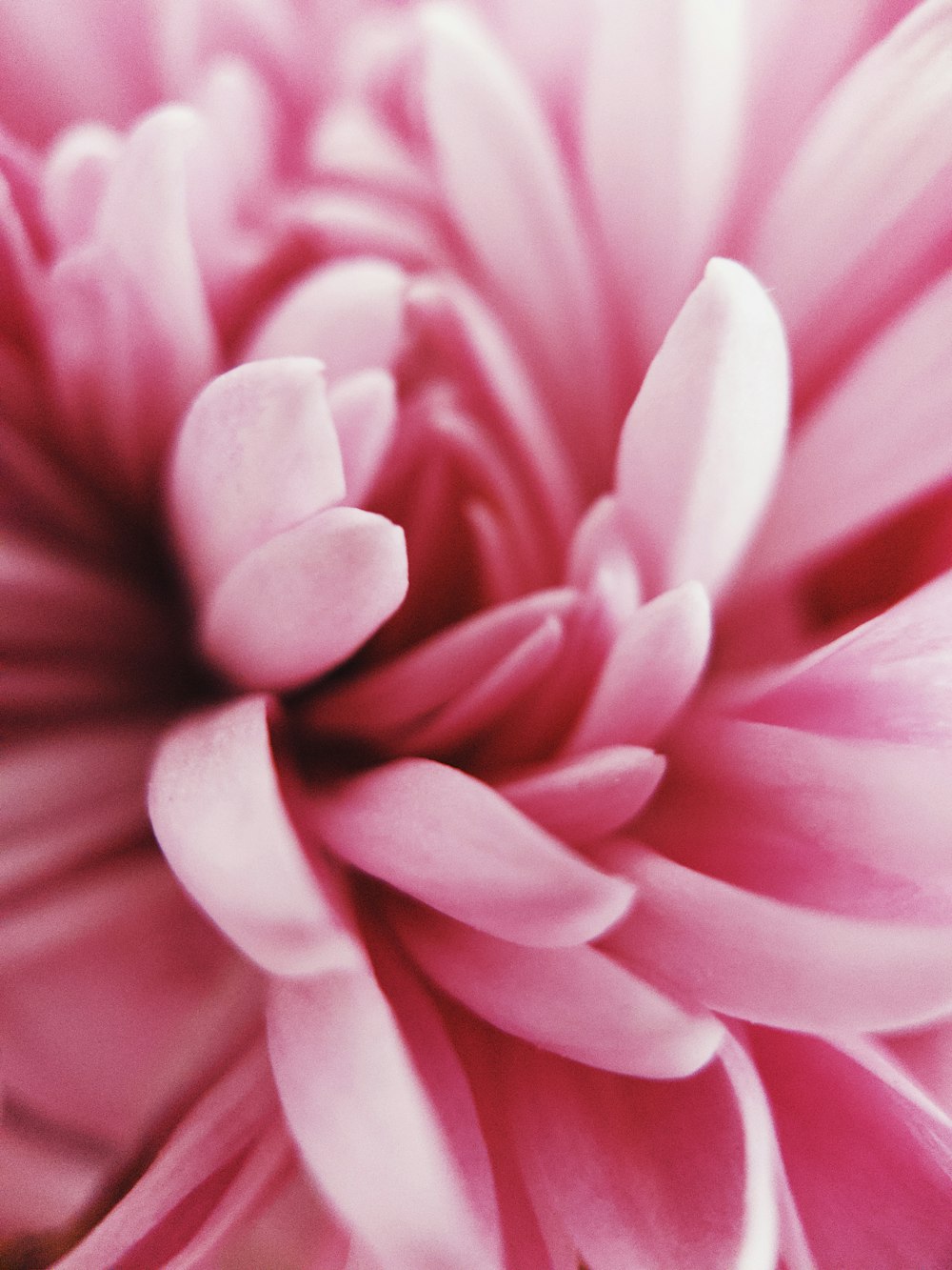 pink petaled flower