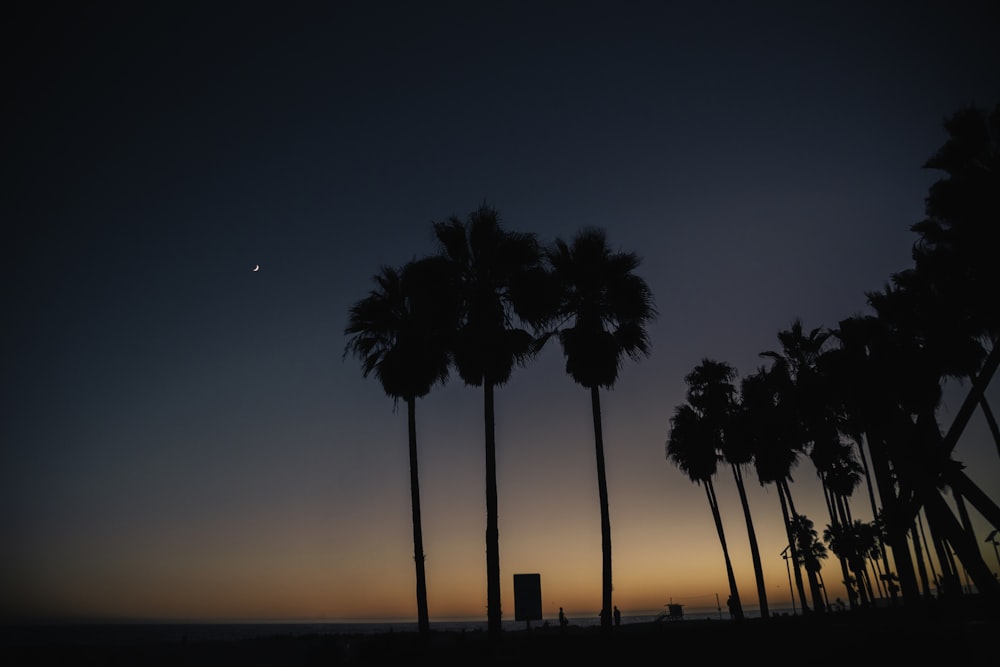 silhouette of coconut trees during golden hour