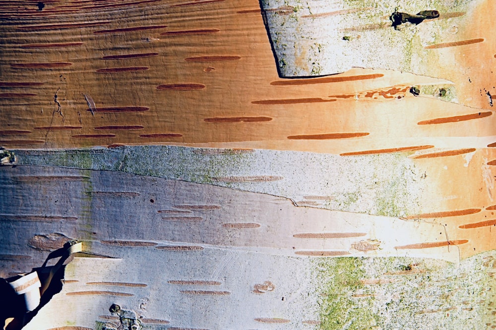 a close up of the bark of a tree