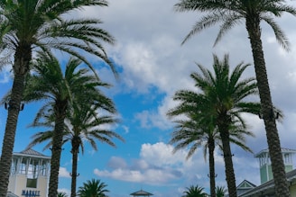 Rows of healthy palm trees ready to be sold at a vibrant outdoor market.