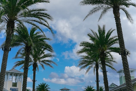 Rows of healthy palm trees ready to be sold at a vibrant outdoor market.