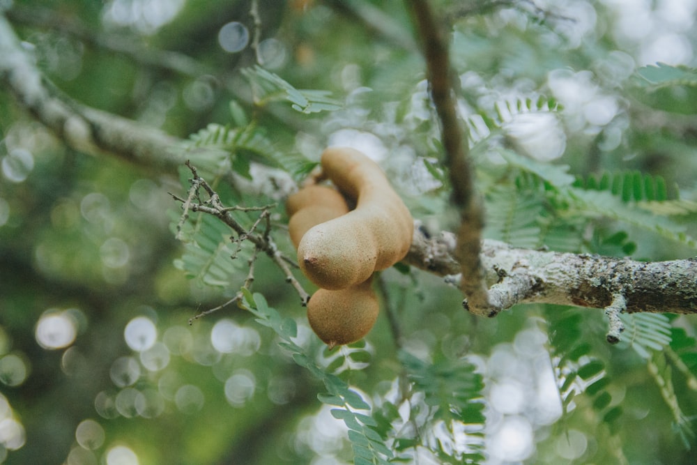 selective focus photography of two tamarind fruits