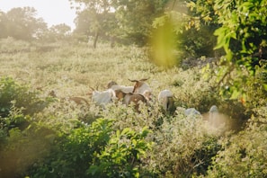 A vibrant image of healthy goats grazing in a lush green pasture.