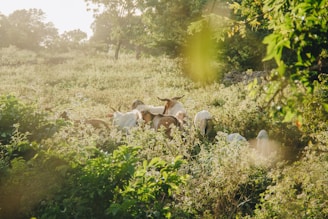 Close-up of healthy goats grazing in a lush green farm under natural sunlight.