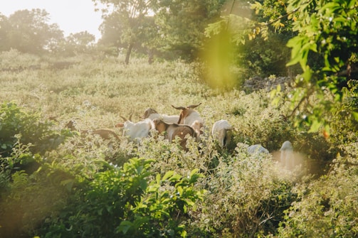 Volunteers gently feeding a group of happy rescued goats in a sunny pasture.