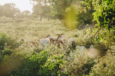 A group of goats grazing peacefully on lush green pasture under a warm cream sky.