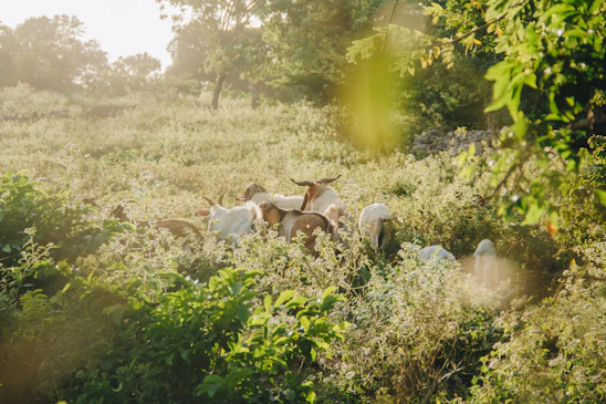 A serene morning view of goats grazing peacefully on lush green pastures under soft sunlight.