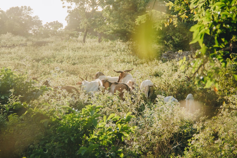 brown cow in the middle of the field