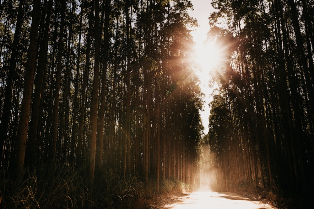 rayons de soleil à travers les arbres