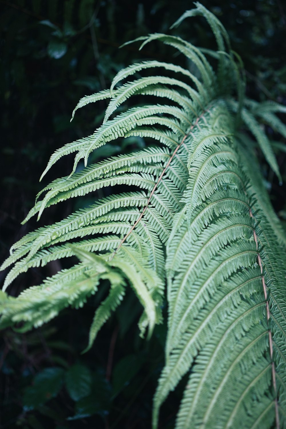 green fern plant