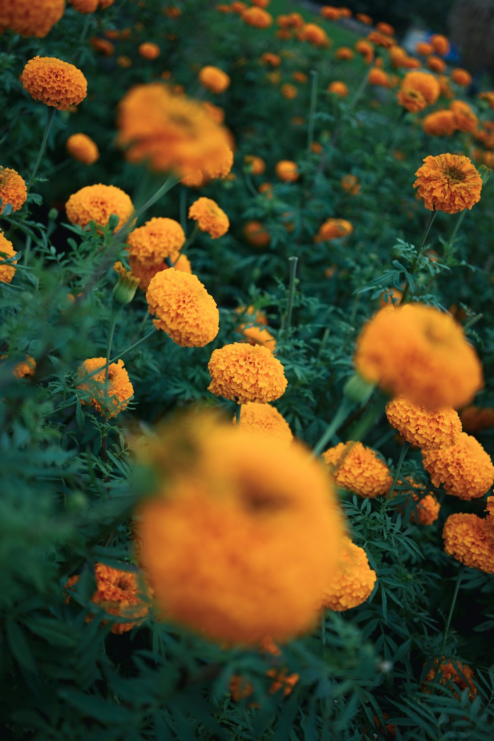 orange petaled flower field