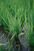 Green rice plants are growing in a flooded field, with long, slender leaves rising from the water. The water reflects the surrounding greenery, creating a lush and vibrant scene.