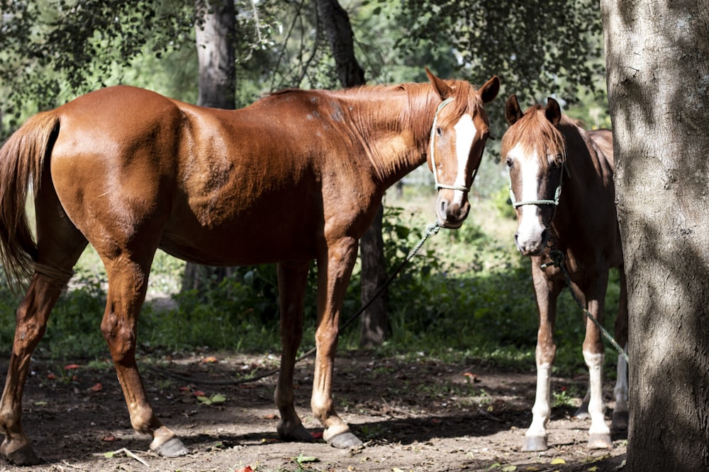 two brown horses beside tree