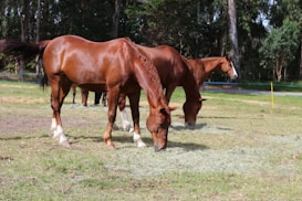 Two brown horses with white markings on their legs are grazing on hay in a green field under a clear sky. The horses appear healthy and well-groomed, with shiny coats. Trees with dense foliage form the background, providing a natural and serene setting.