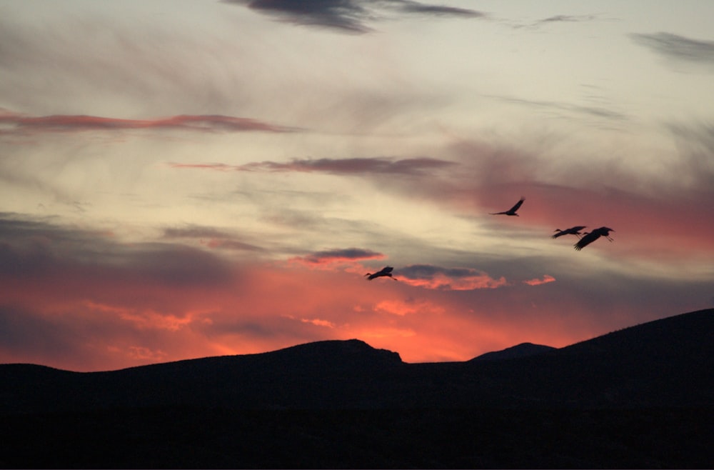 four birds under white clouds