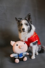 A dog with a black and white fur pattern is dressed in a red outfit with white trim, reminiscent of a festive costume. Next to the dog is a plush toy resembling a cartoon pig, wearing a blue outfit with suspenders. The background is plain and gray.