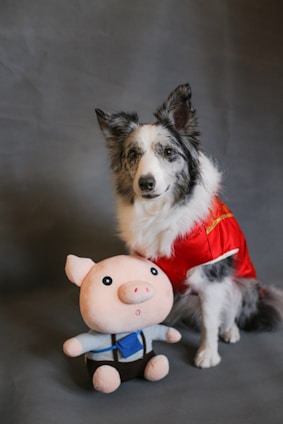A dog with a black and white fur pattern is dressed in a red outfit with white trim, reminiscent of a festive costume. Next to the dog is a plush toy resembling a cartoon pig, wearing a blue outfit with suspenders. The background is plain and gray.