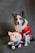 A dog with a black and white fur pattern is dressed in a red outfit with white trim, reminiscent of a festive costume. Next to the dog is a plush toy resembling a cartoon pig, wearing a blue outfit with suspenders. The background is plain and gray.