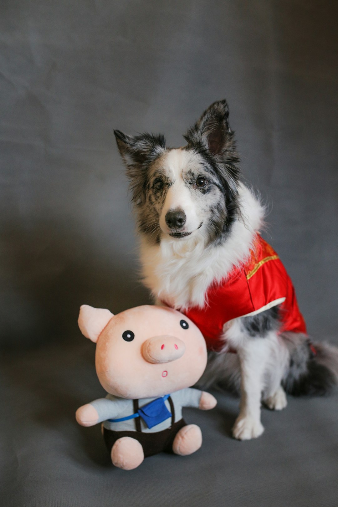 pink pig plush toy near white-and-black dog