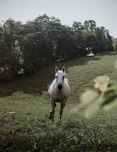 a white horse running in a grassy field