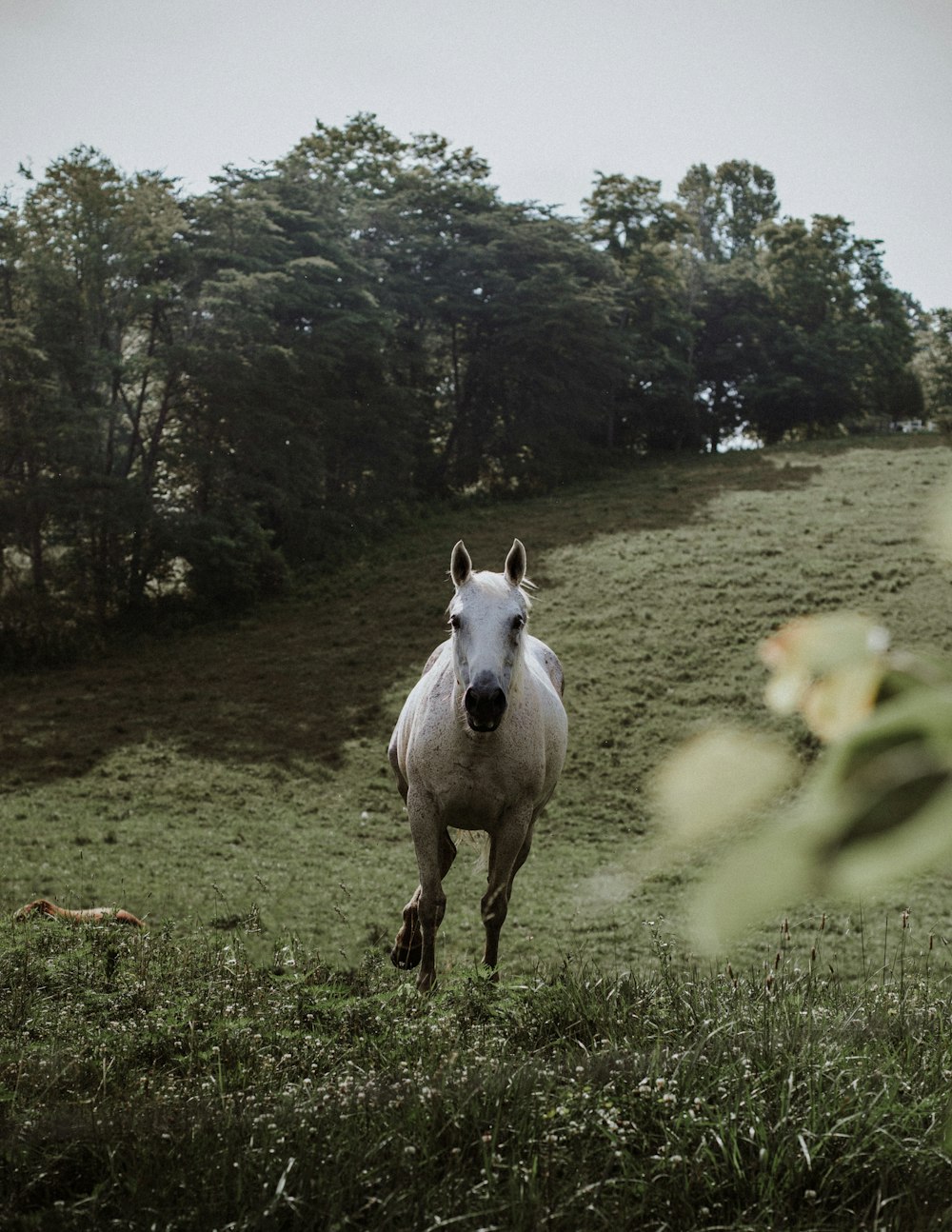 un cheval blanc courant dans un champ herbeux
