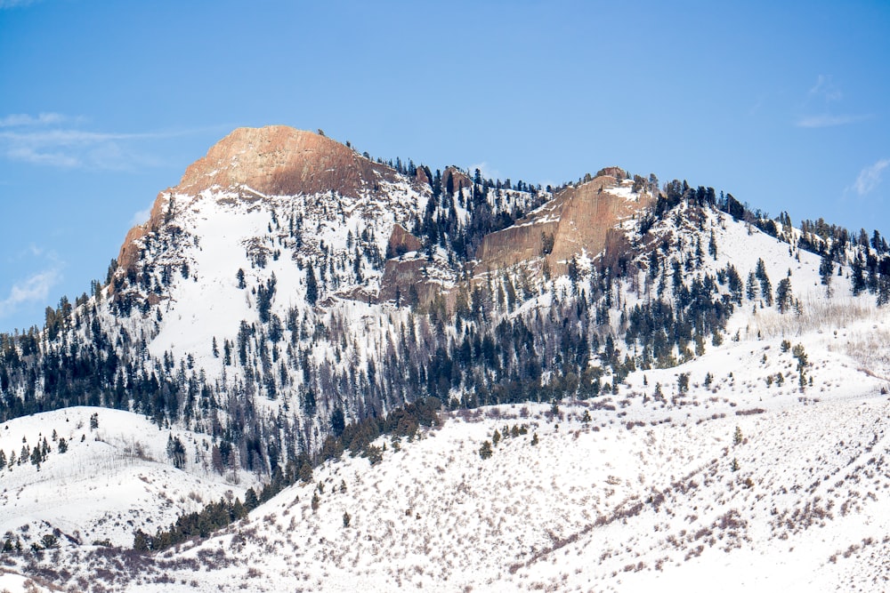 trees and mountain coated with snow