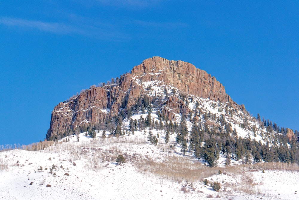 mountain and trees coated with snow