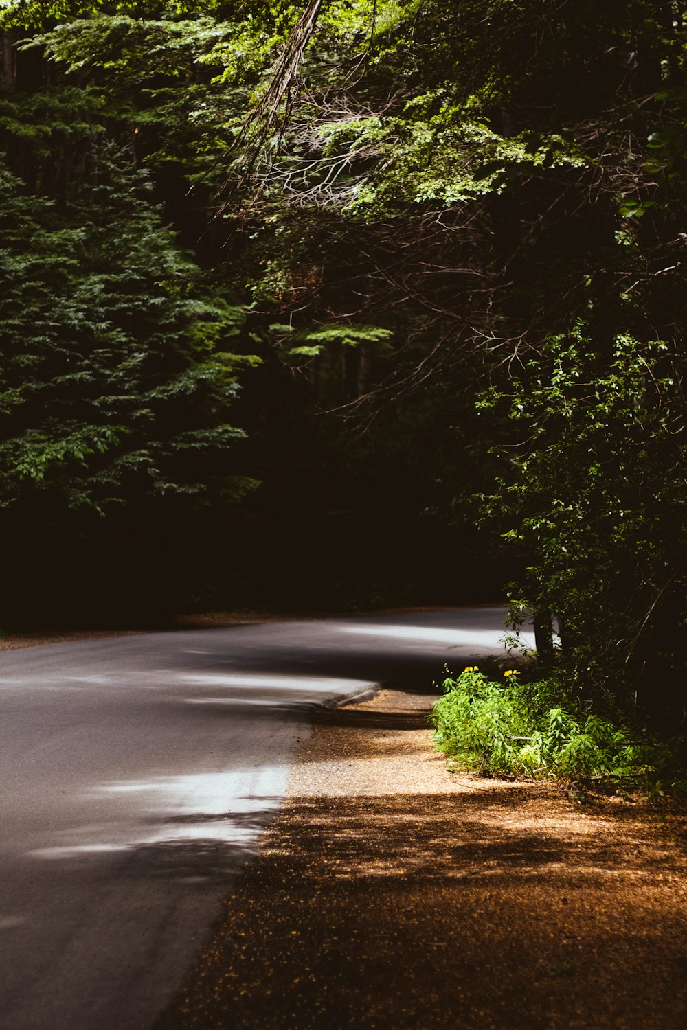 empty road covered with tree leaves during daytime