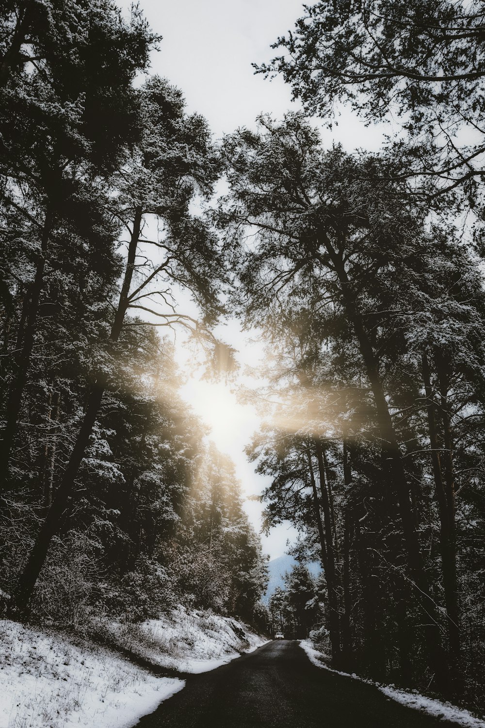 road between tall trees covered with snow during daytime