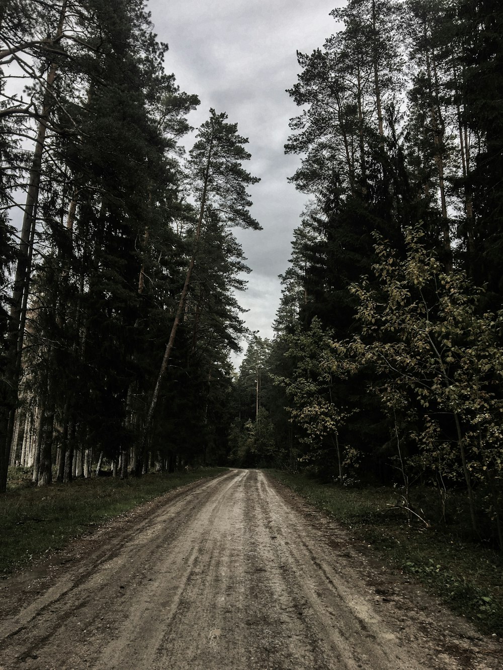 empty straight road with treelines under white sky