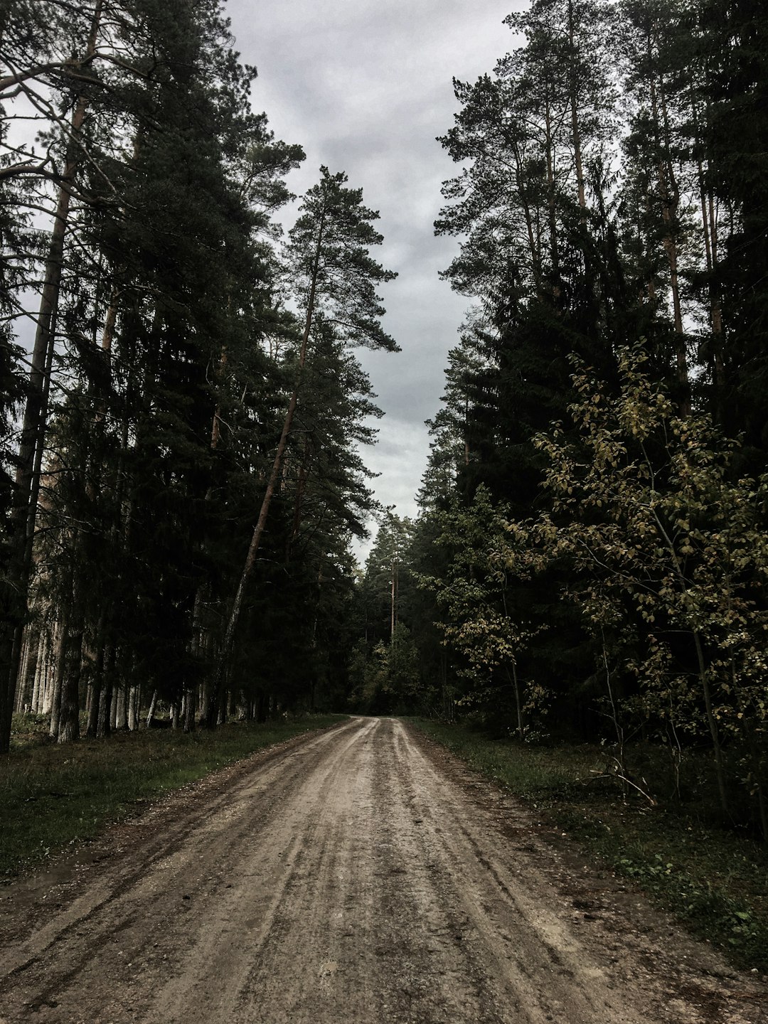 Дорога хвойную. Дорога через еловый лес весной вертикальная. Straight Road in the White.