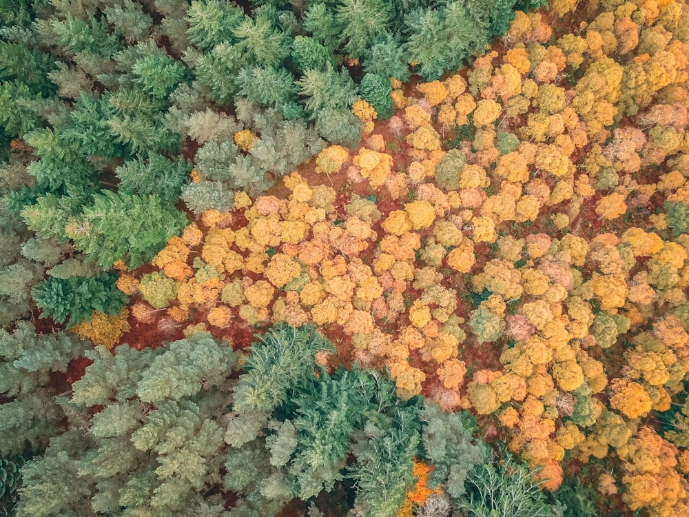 aerial photography of dried and green trees
