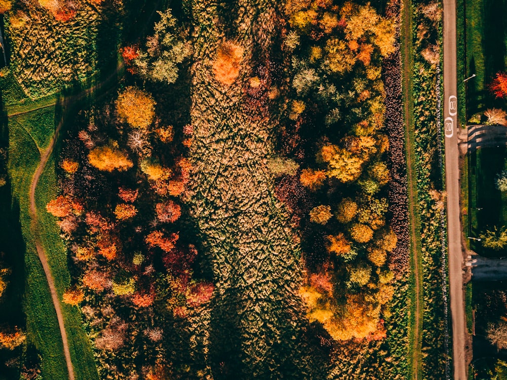 aerial photography of dried trees