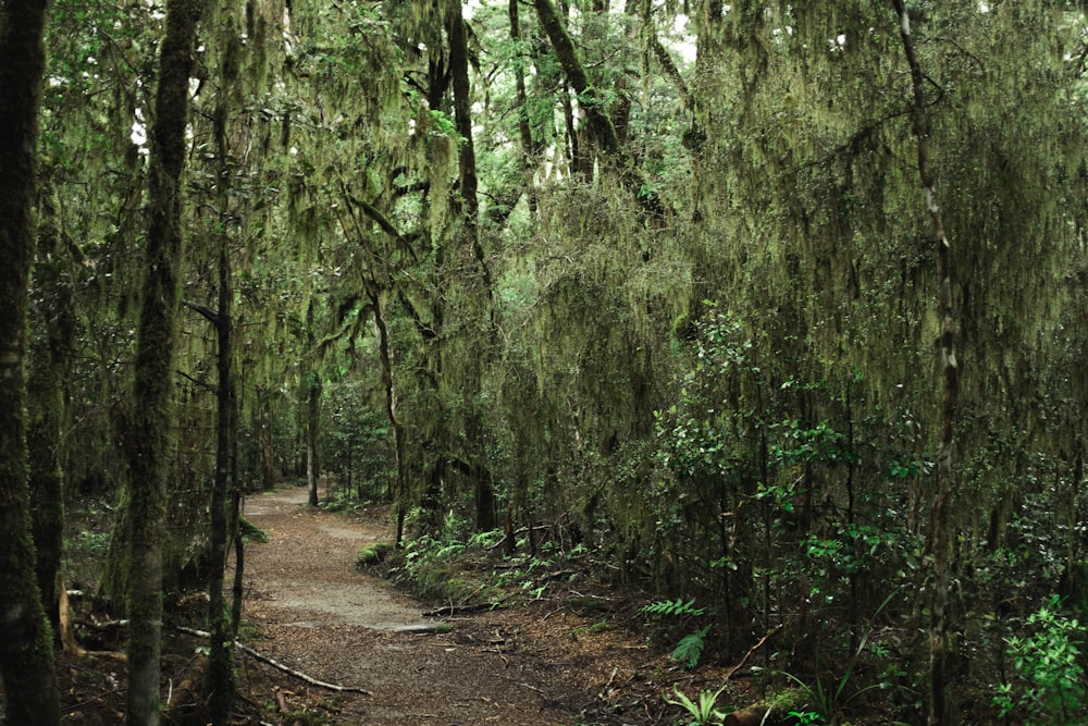 green forest