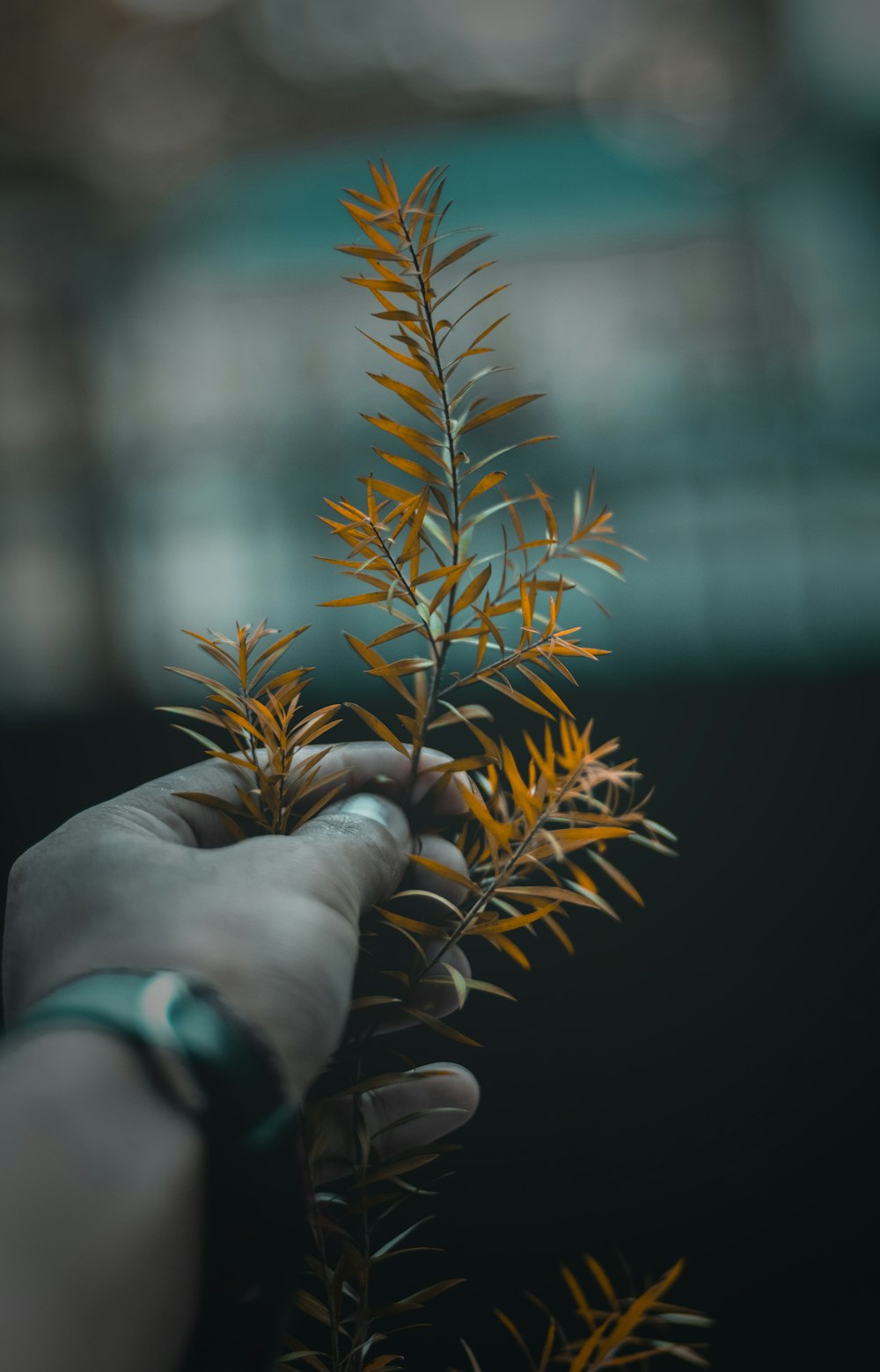 person holding yellow-leafed plant