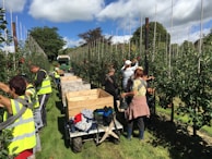 A group of people are harvesting apples in an orchard, wearing high-visibility vests. Large wooden crates are loaded on a cart, and a small green vehicle is parked nearby. The orchard is lush with neat rows of apple trees.