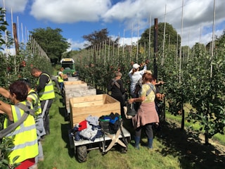 A group of people are harvesting apples in an orchard, wearing high-visibility vests. Large wooden crates are loaded on a cart, and a small green vehicle is parked nearby. The orchard is lush with neat rows of apple trees.