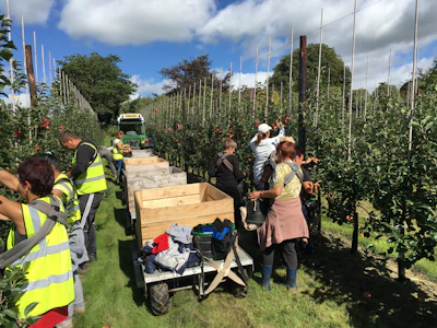 Workers carefully picking ripe apples from tree branches in an orchard.