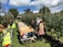 A group of people are harvesting apples in an orchard, wearing high-visibility vests. Large wooden crates are loaded on a cart, and a small green vehicle is parked nearby. The orchard is lush with neat rows of apple trees.