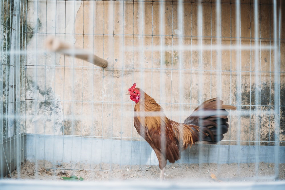 rooster on teal cage