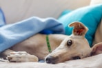 close-up photography of adult gray hound